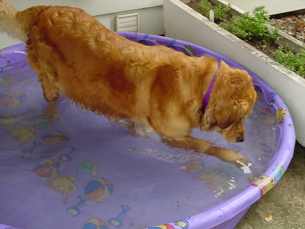 Being eight weeks pregnant, Keeta still likes fishing for rocks on the pool bottom.