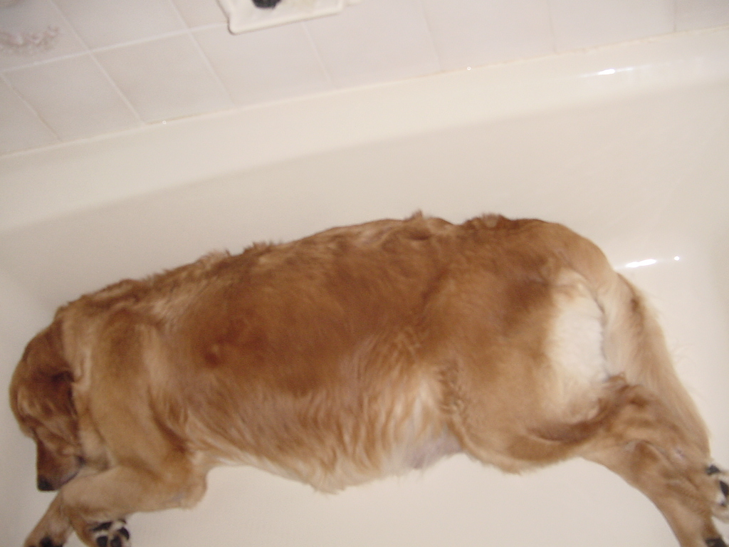 The night before whelping, Keeta is liking the nice cool tub to sleep in.