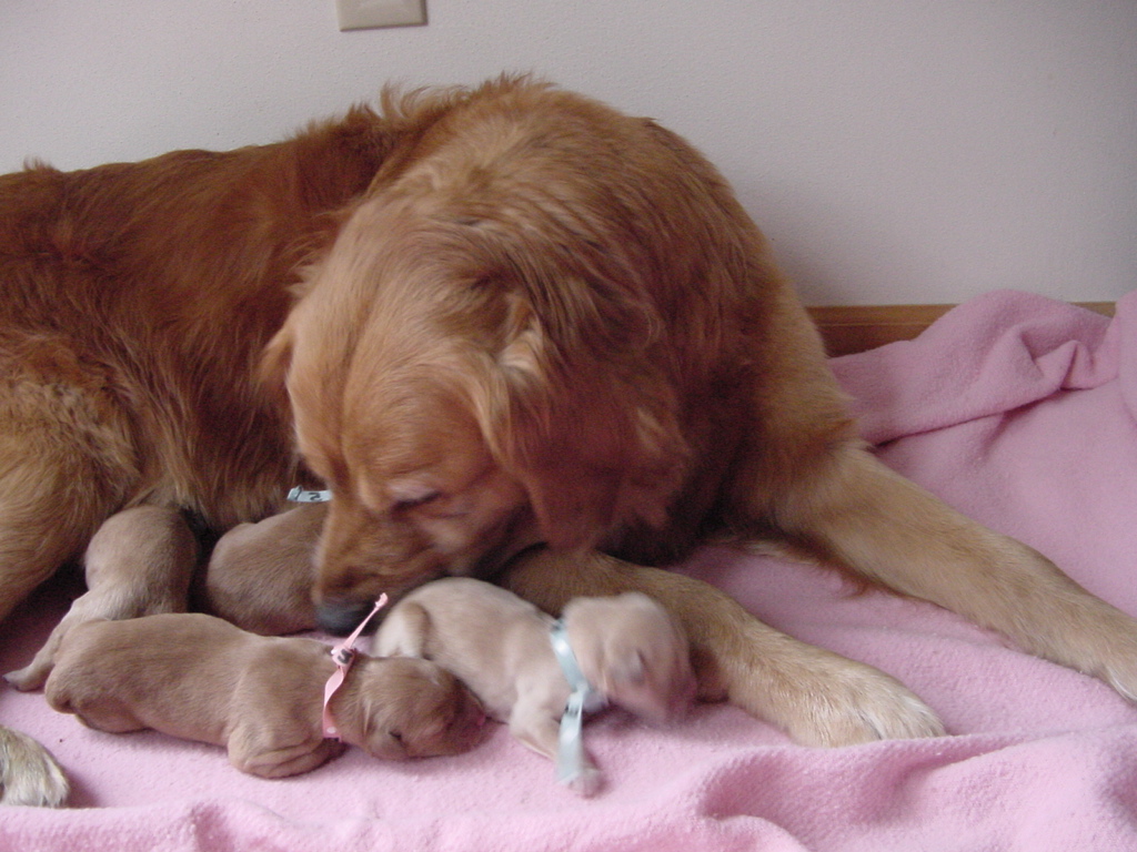 With all the puppies whelped, Keeta keeps the pups very clean.