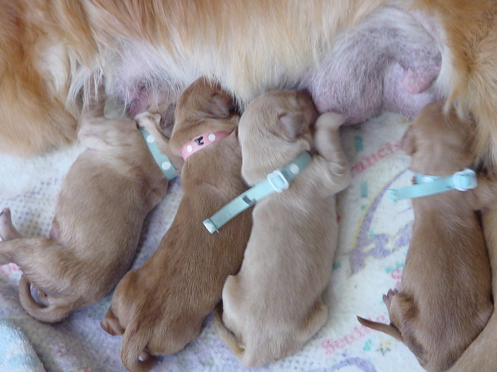 Four of the puppies suckling.