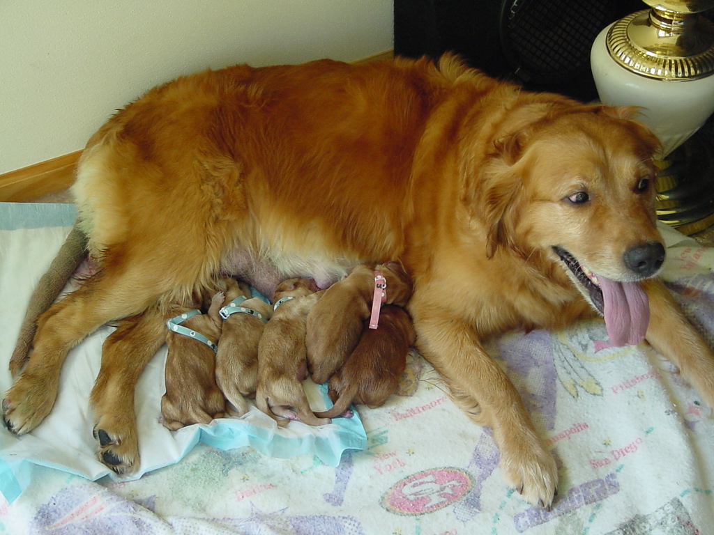 Five puppies whelped so far.