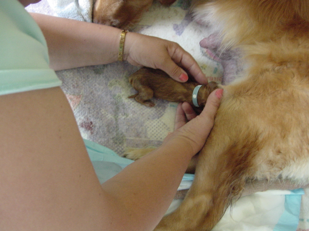 Puppy six having a slow start, JoAnn helping him find some milk.