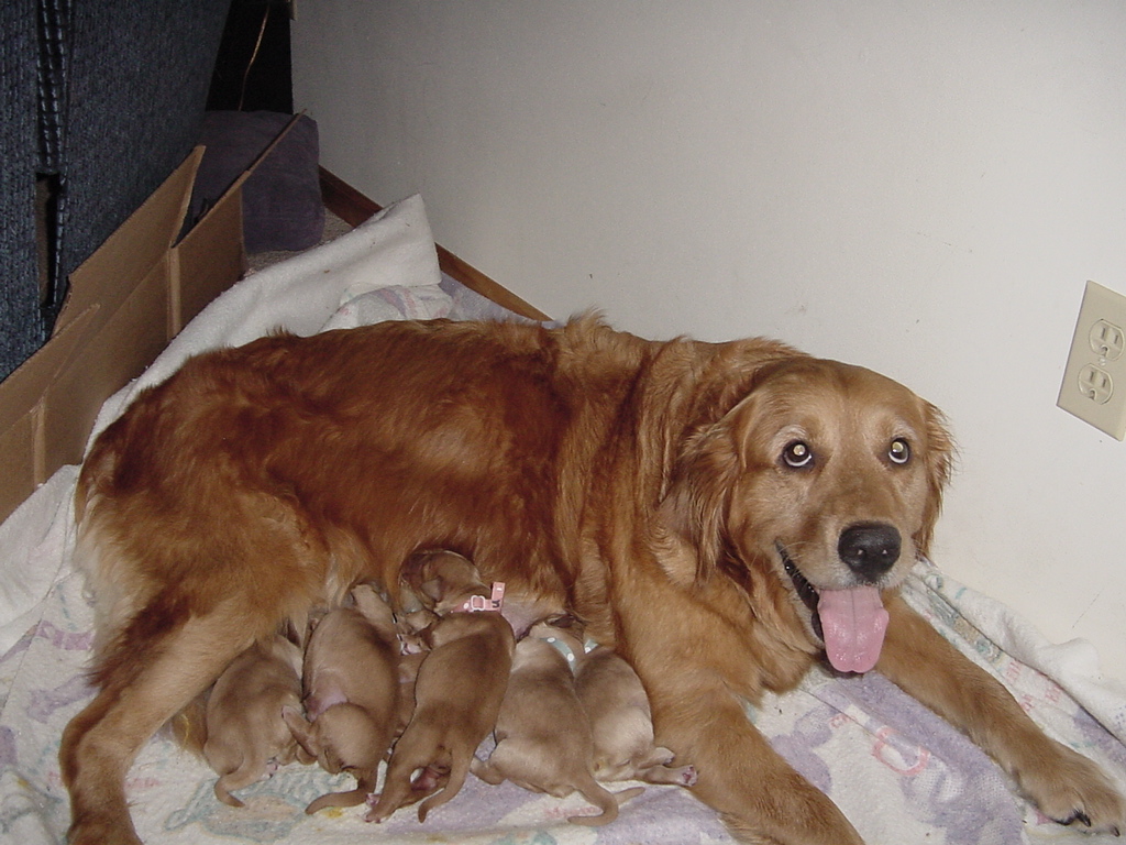 Keeta feeding the pups