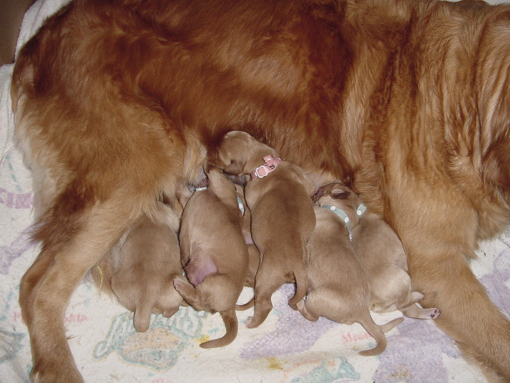 Puppies feeding, can you count six?