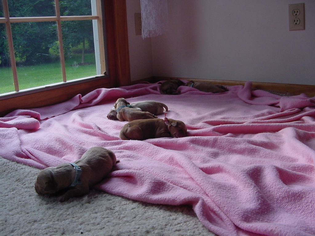 Pups sprawled out on the blanket while Keeta goes outside