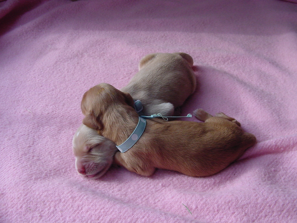 Two puppies snuggled together