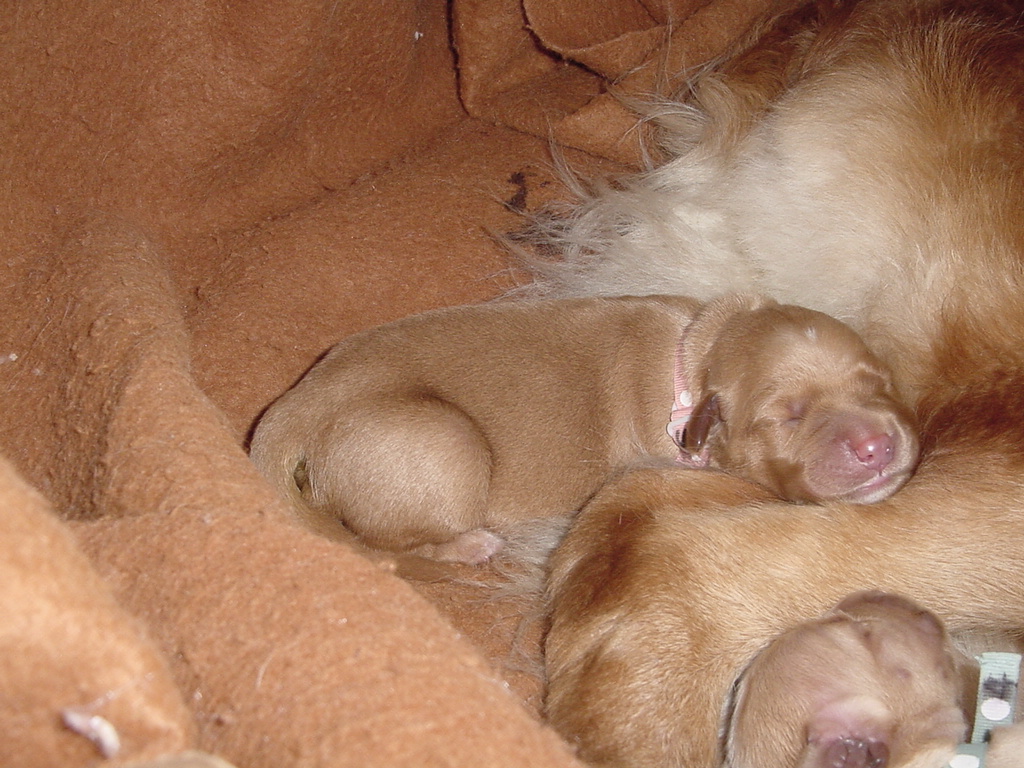 Puppy #2, Tara, sleeping on Keeta