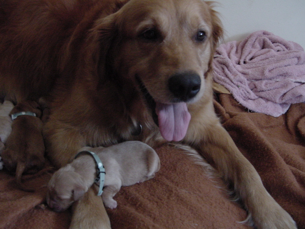 Keeta guarding sleeping pup