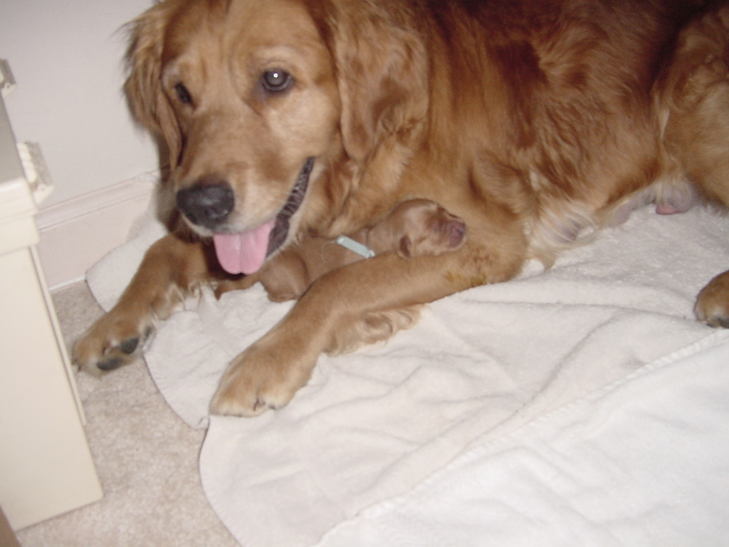 Keeta is moved into the office area, still guarding her pups