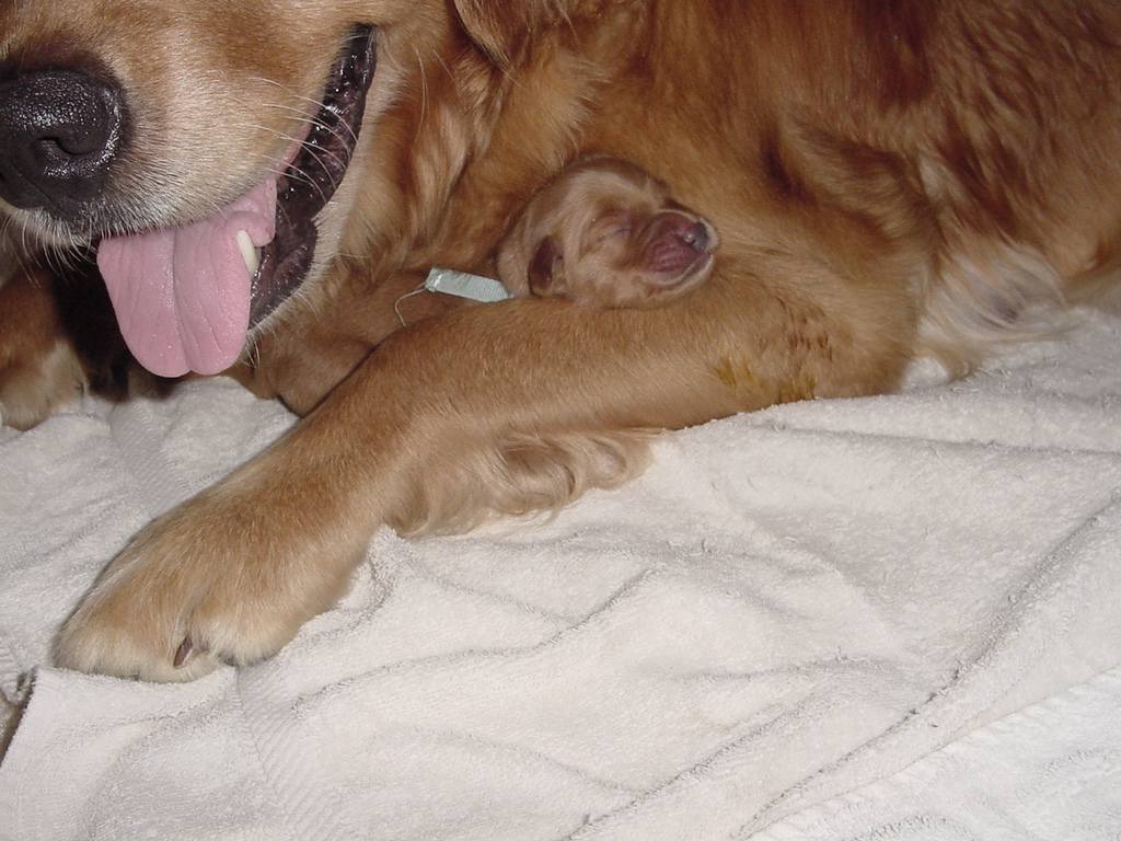 Puppy #6, Spike, sleeping on Keeta's leg