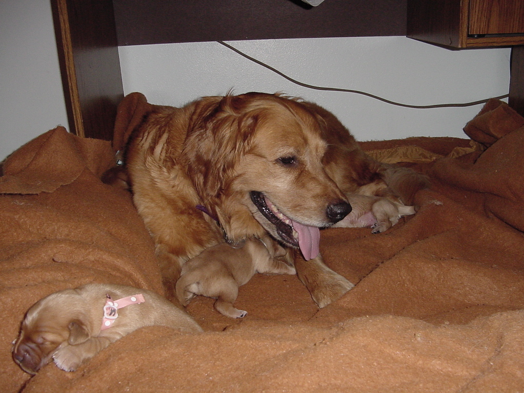 Keeta and pups get to sleep in the bedroom so Nancy can sleep in her own bed. Tara found a comfortable sleeping position.