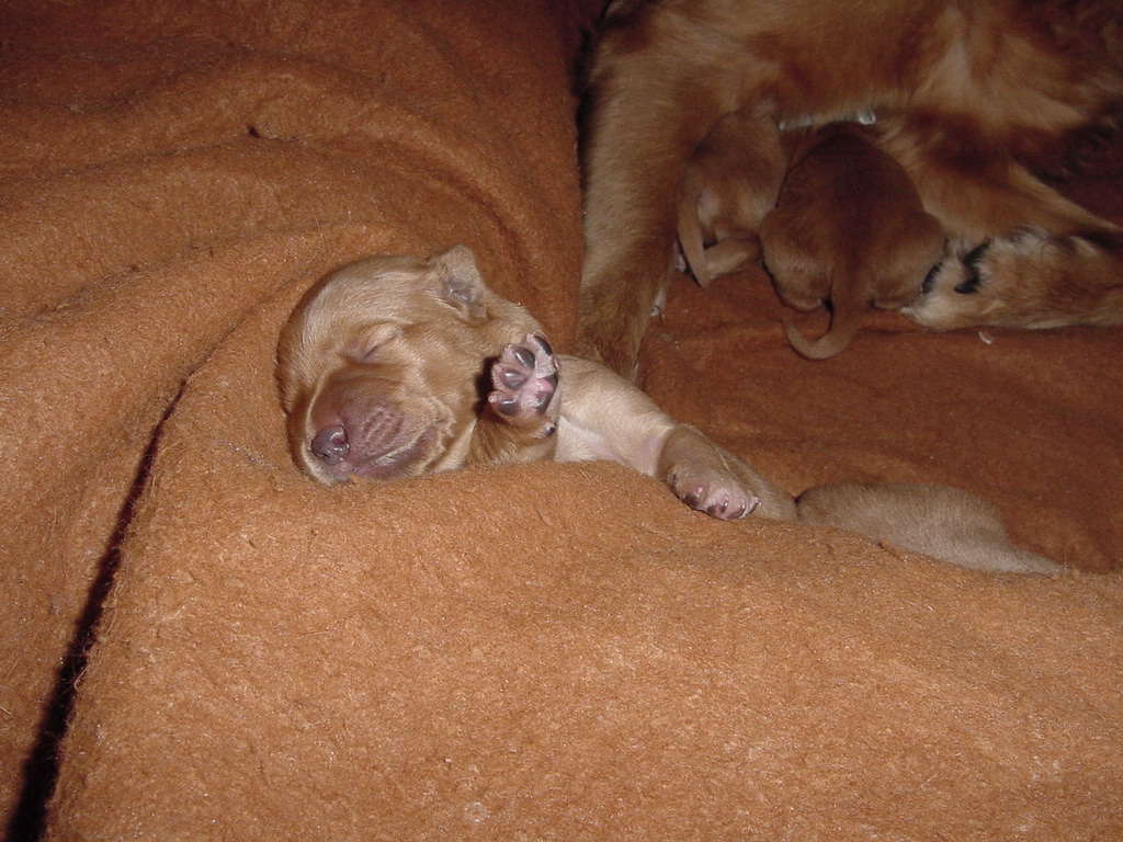 Tara's cute little paw.