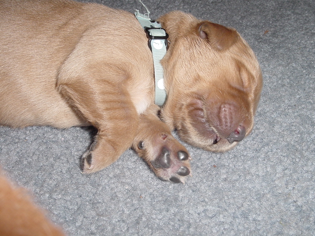 Puppy escaped from makeshift bed in our bedroom.