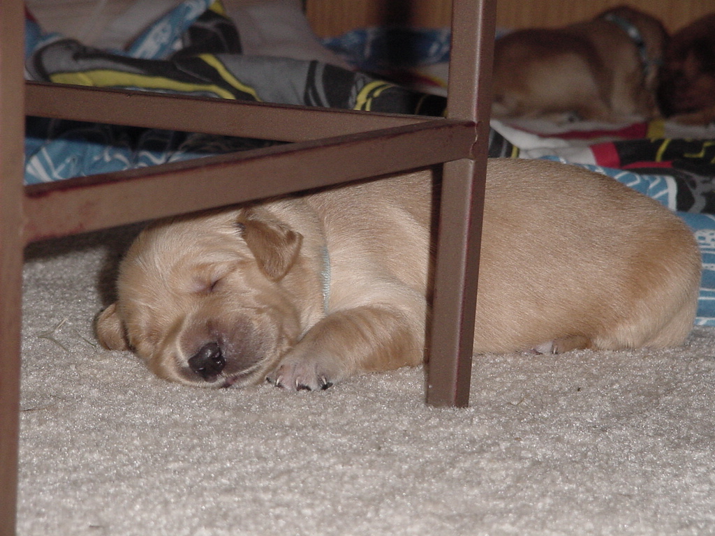 Pup out on his own sleeping