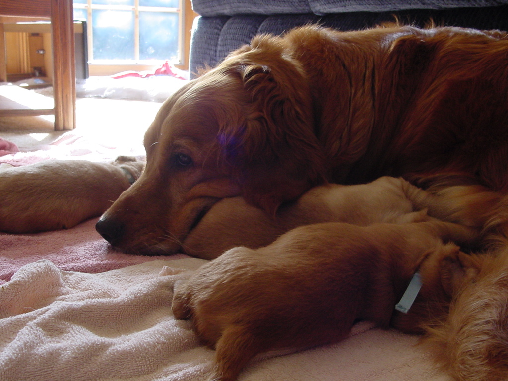 Keeta relaxing with her puppies