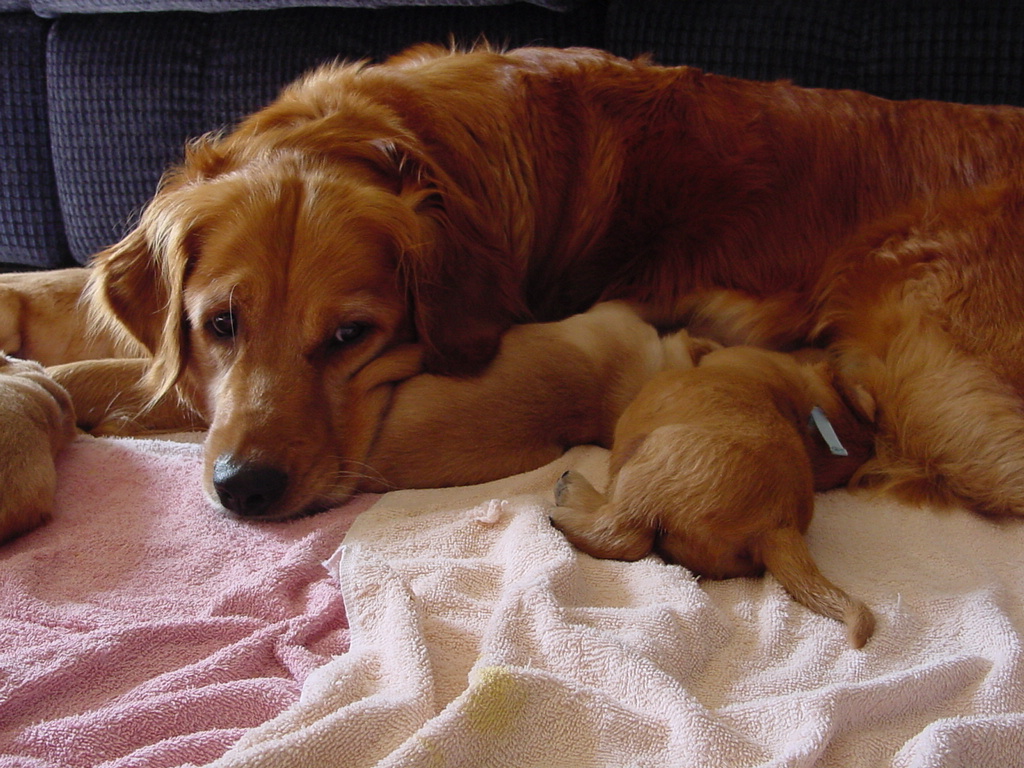 Keeta keeping an eye on the pups