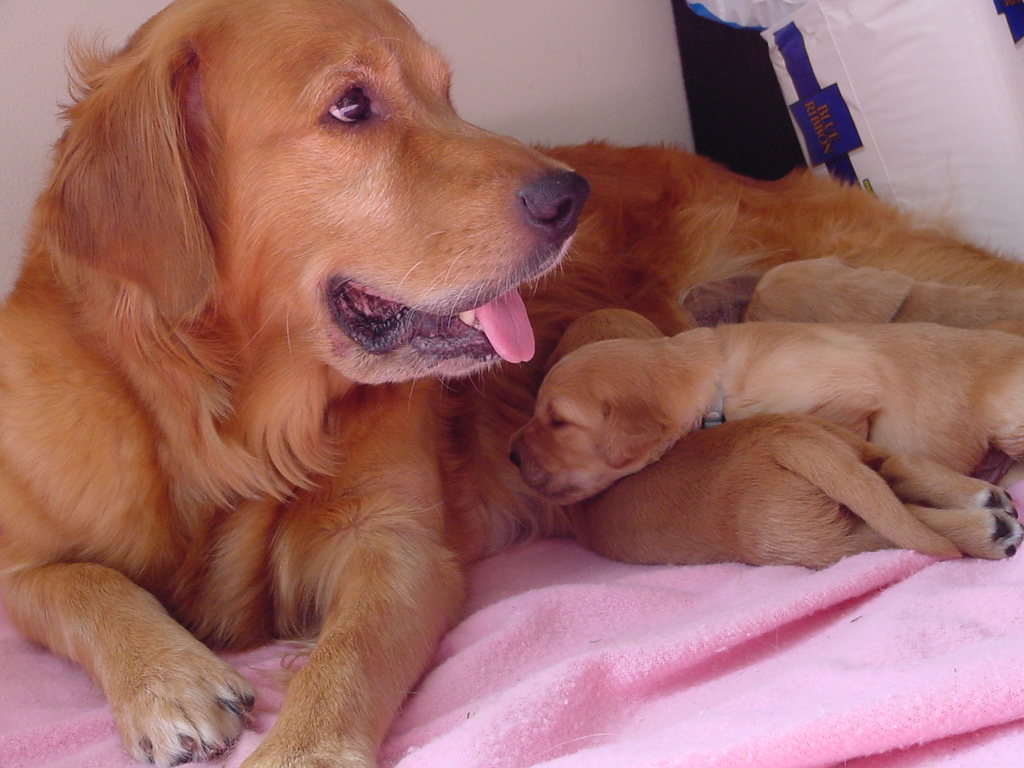 Keeta haging out with her pups