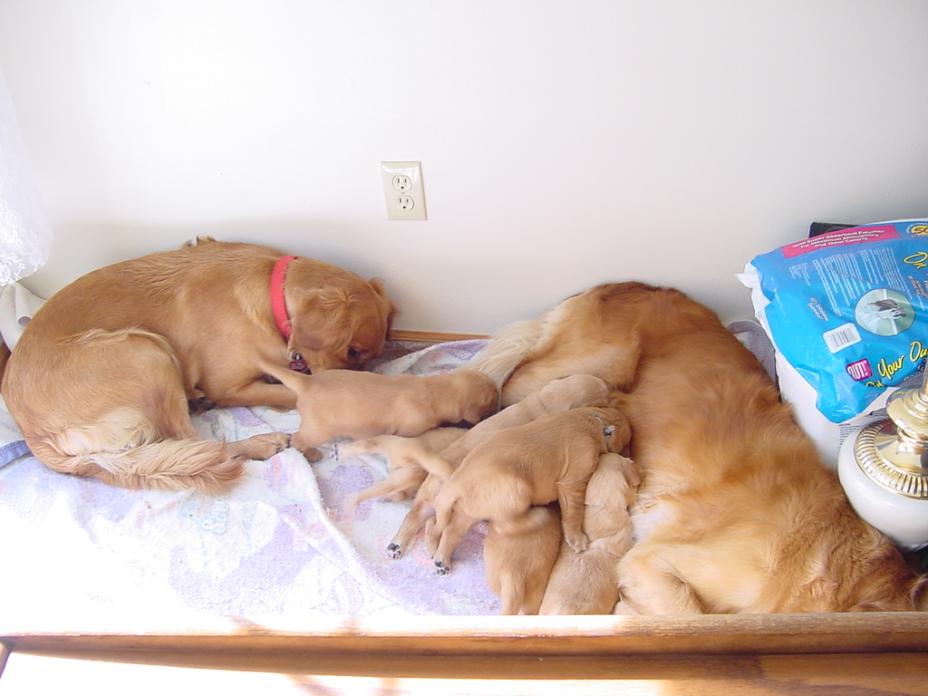 Nanny Nina helping Mom keep the puppy clean