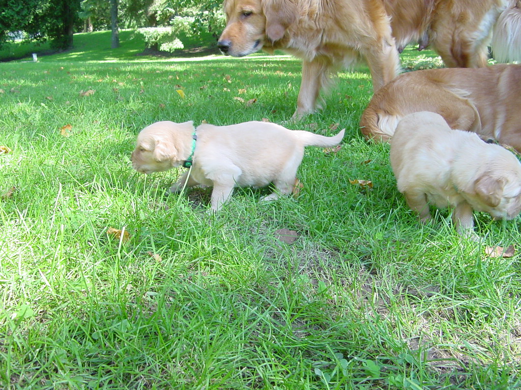 Puppies first time outside