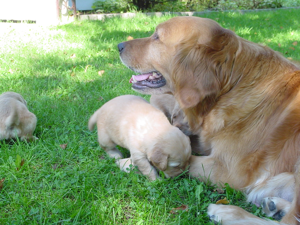 Keeta chillin outside with pups