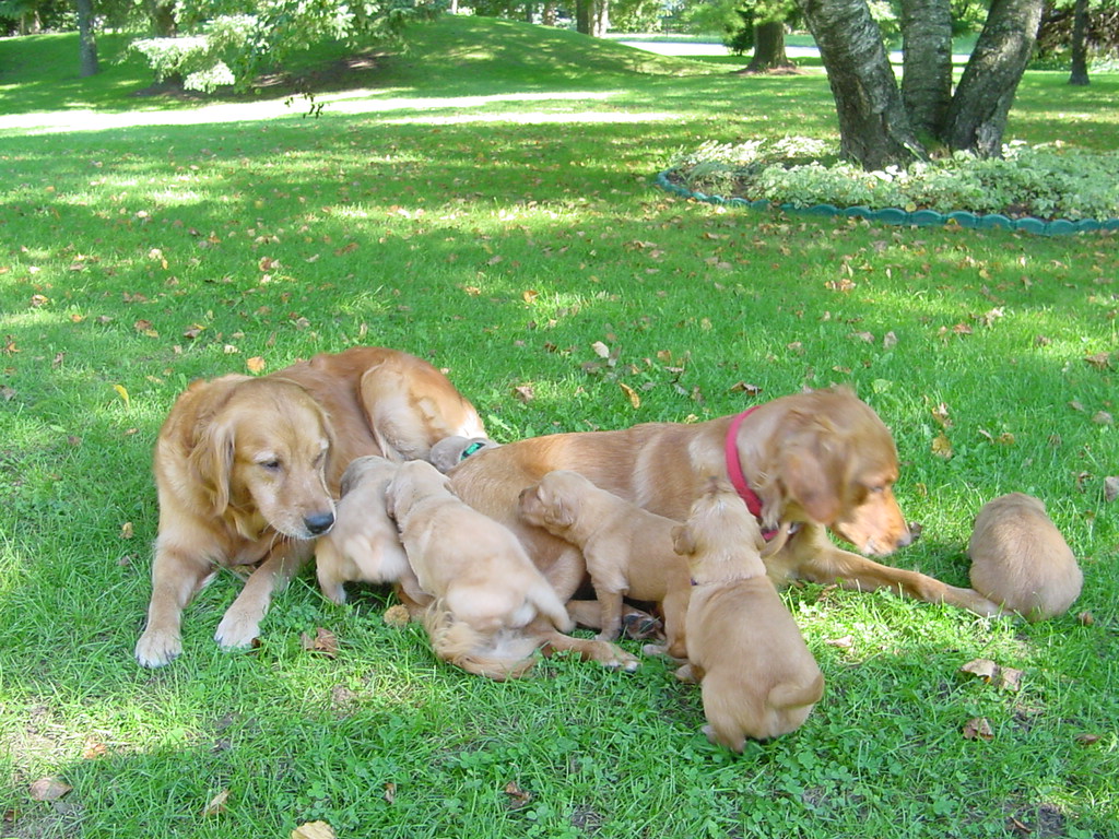 Keeta and Nanny Nina keeping close eyes on the pups