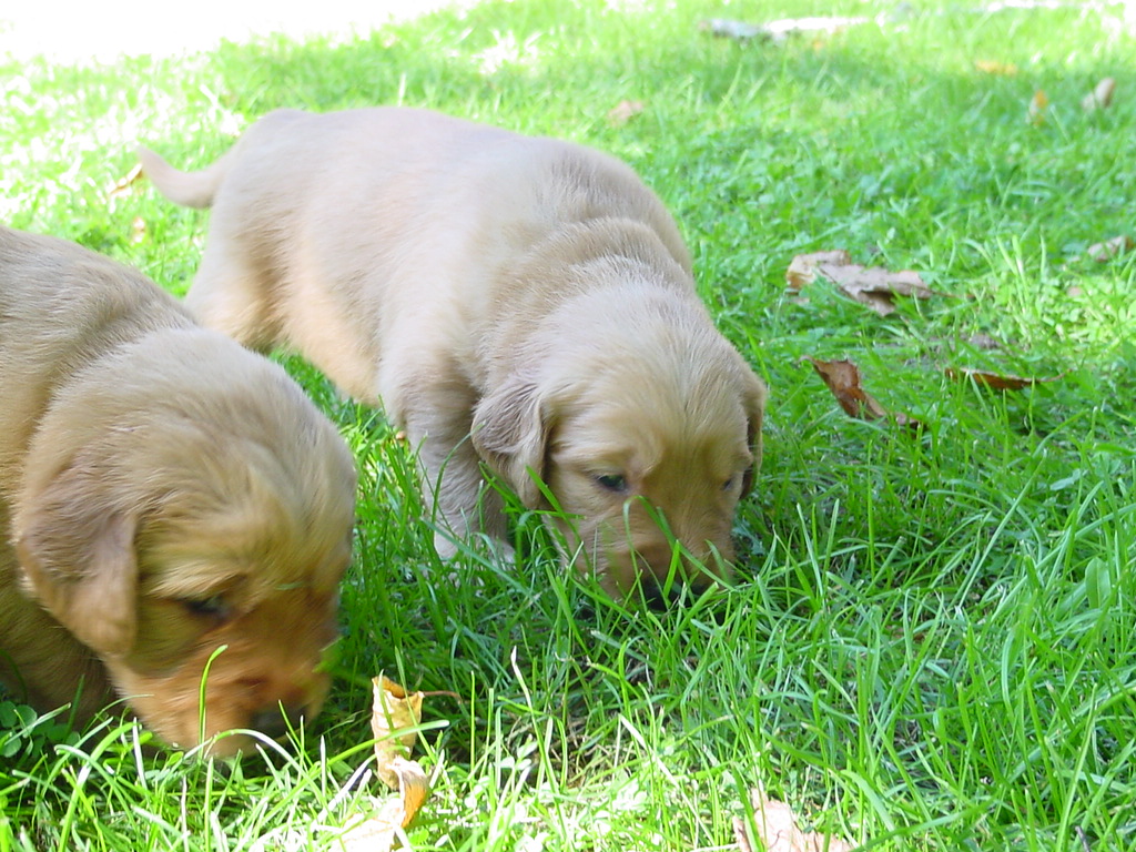 Puppy noses getting a test run