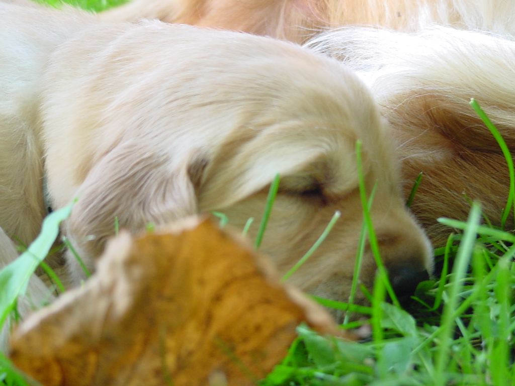 Sleeping in the sun