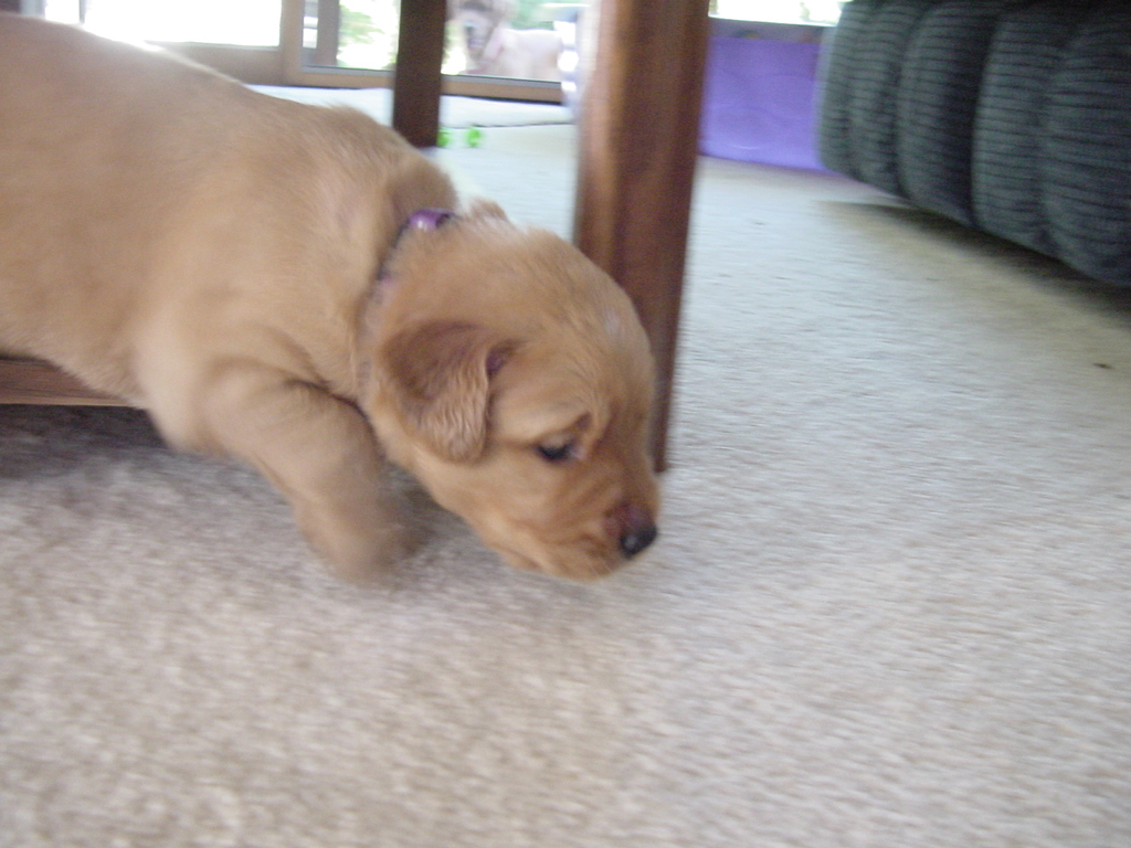 Tara checking out the coffee table