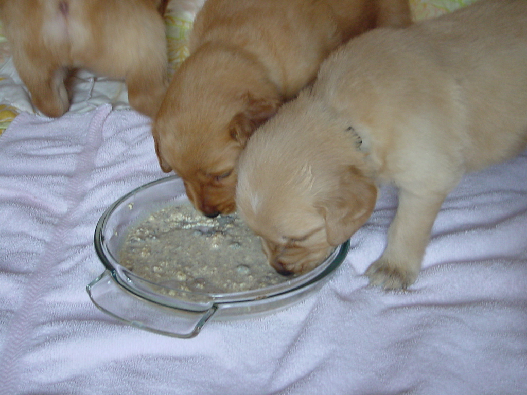 Yum yum.  Puppy mush