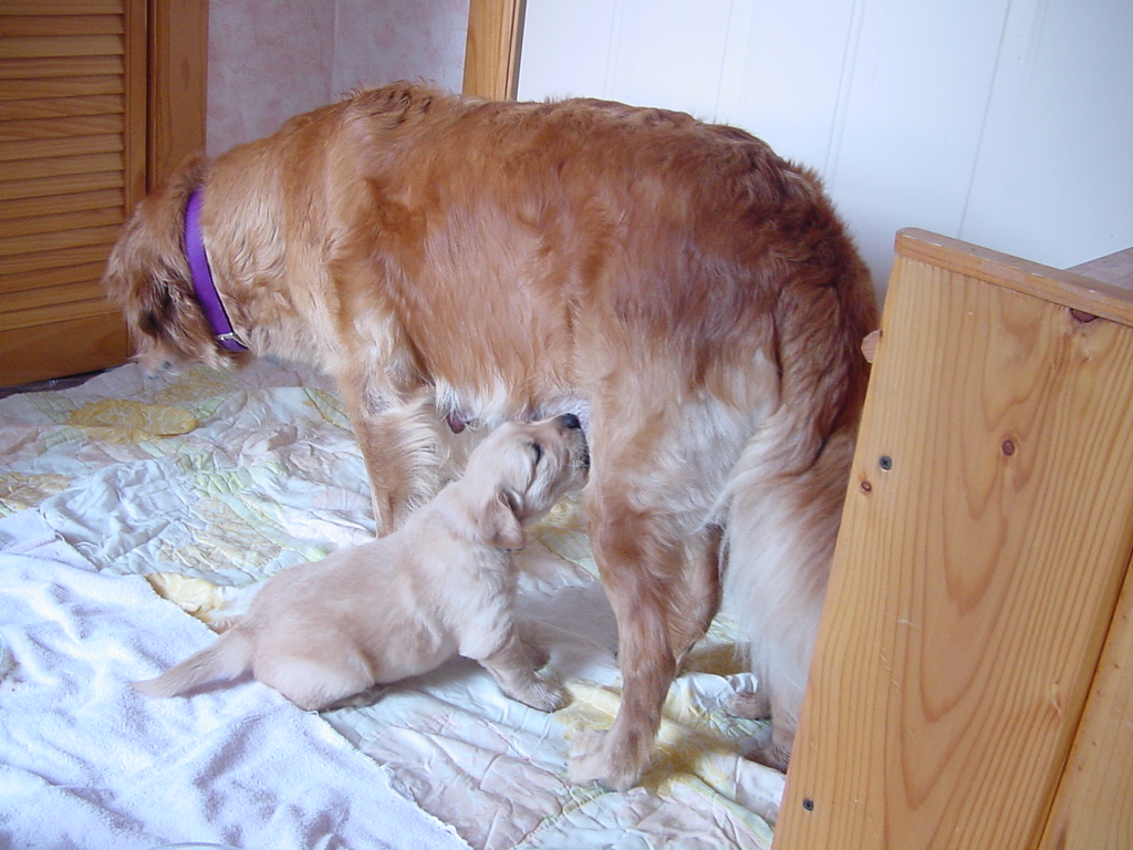 They still prefer Mom to puppy mush