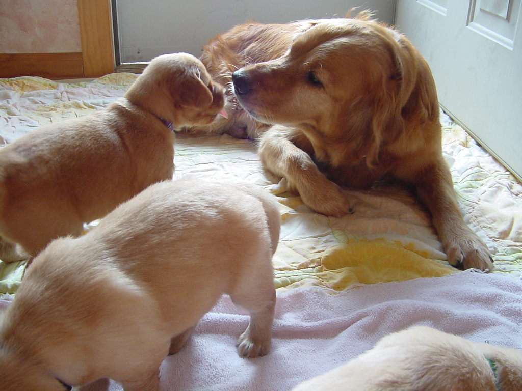 Mom and puppy kisses