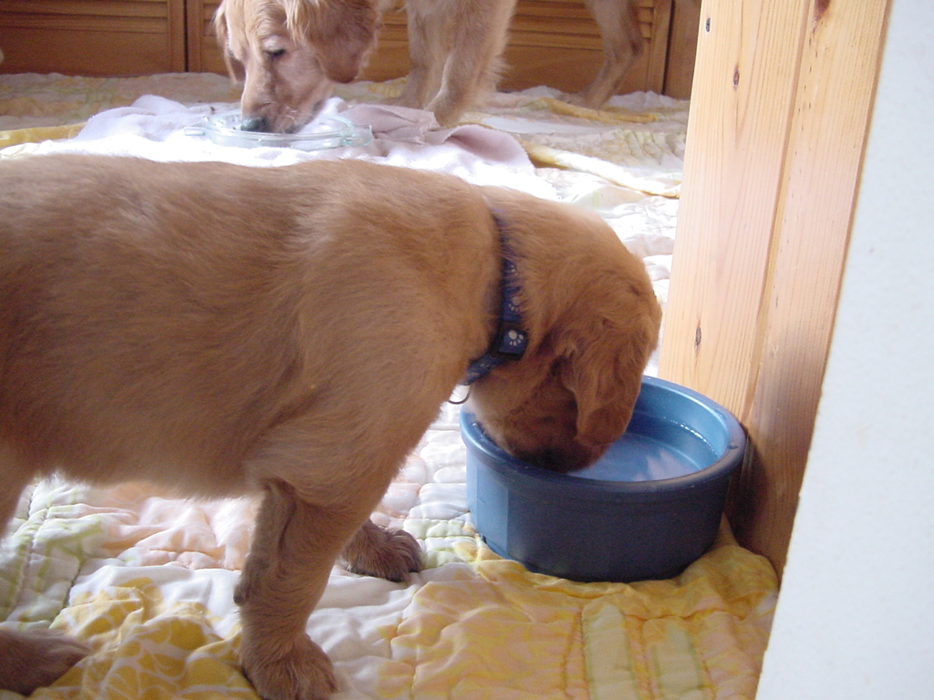 Moose drinking water from a bowl