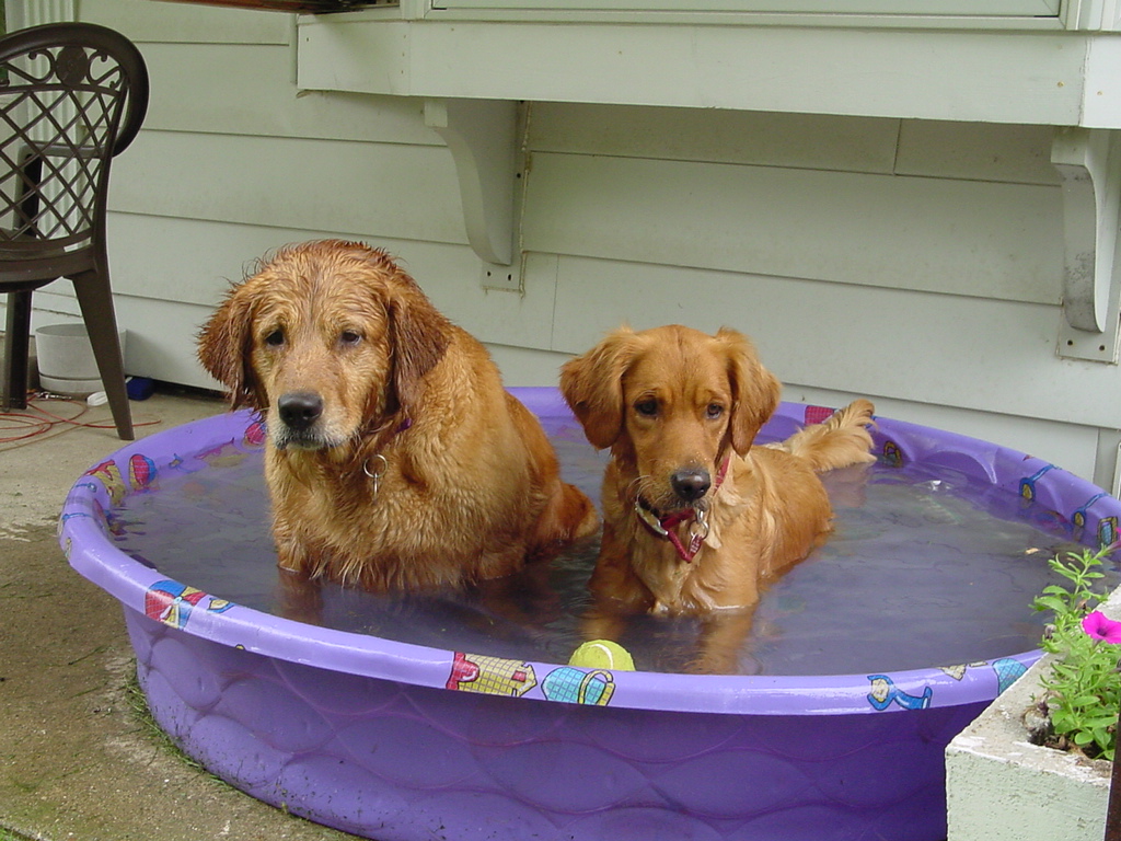 Both Keeta and Nina cooling off in the pool.