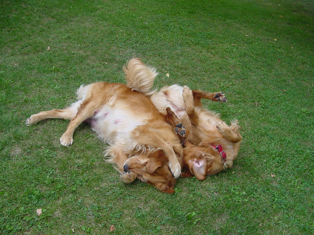 Both Keeta and Nina getting good back scratchin's.