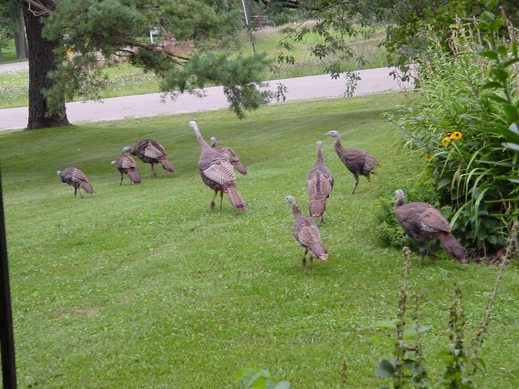 Turkeys in the yard