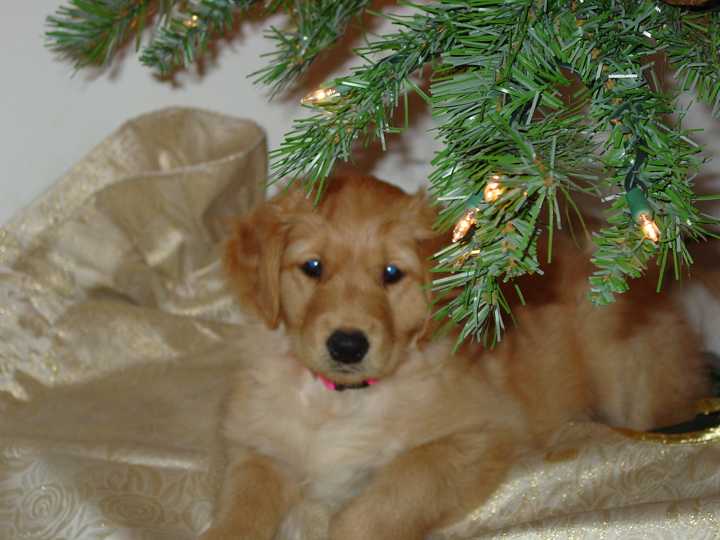 Star under the X-Mas Tree