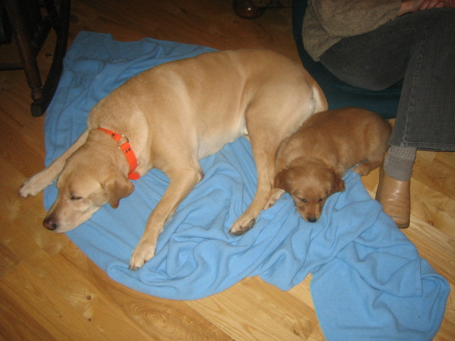 Bowie snoozin' with his brother