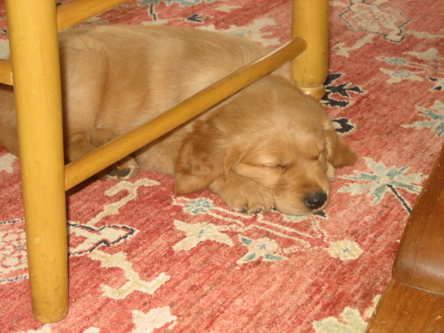 Bowie sleeping under chair at New Home