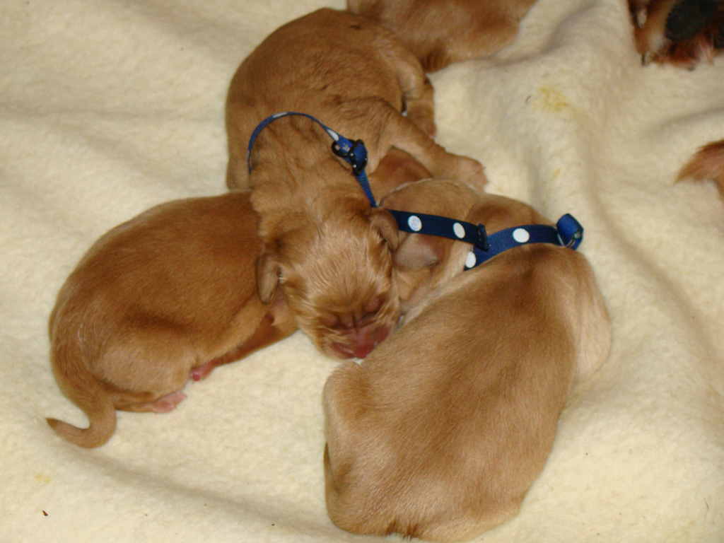 Three puppies sleeping