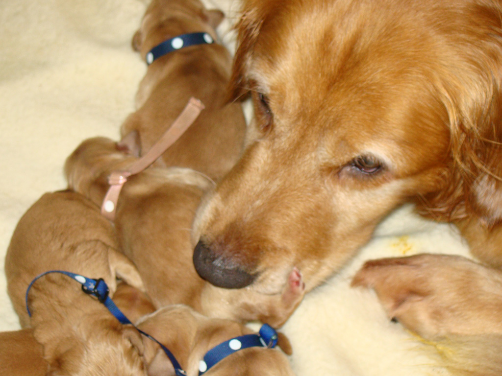 Keeta making sure puppies are clean