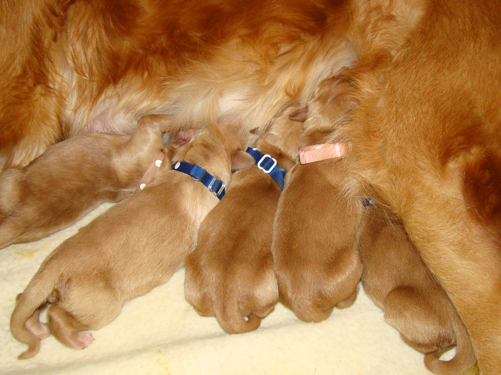 Puppies found the milk!