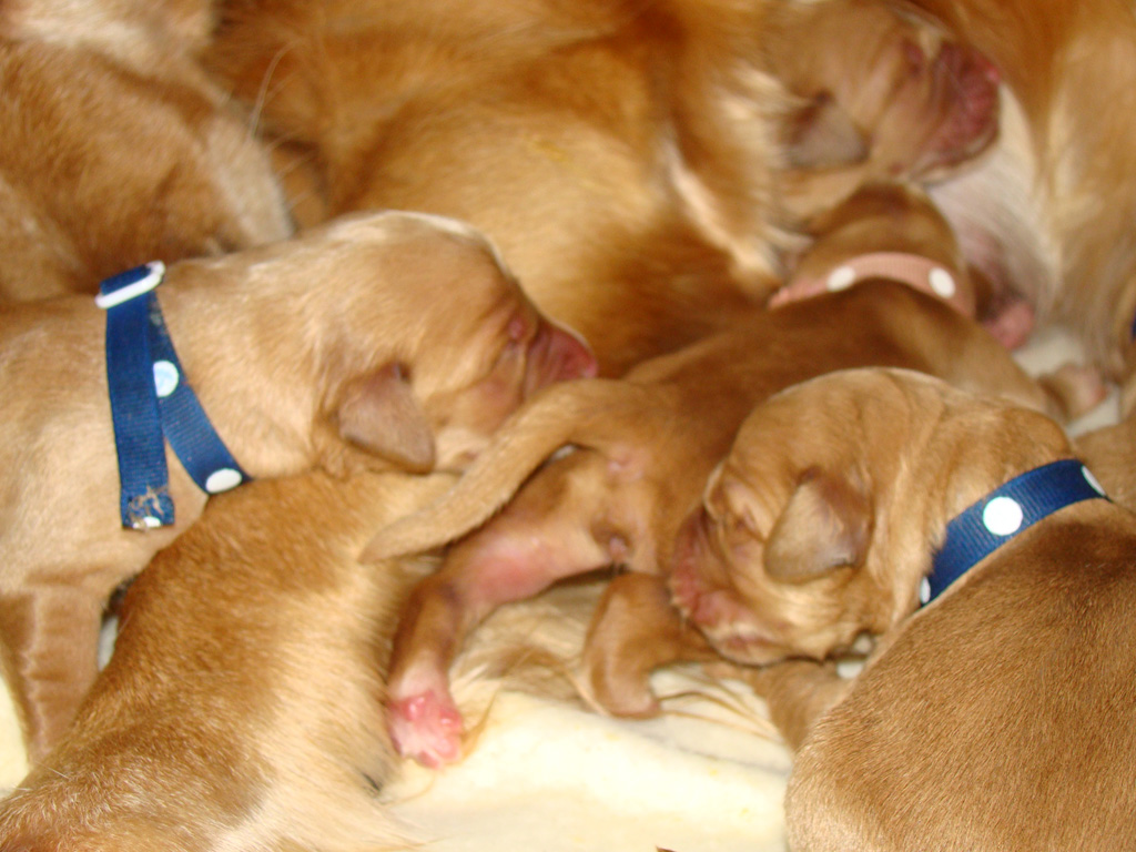 Puppies looking for milk