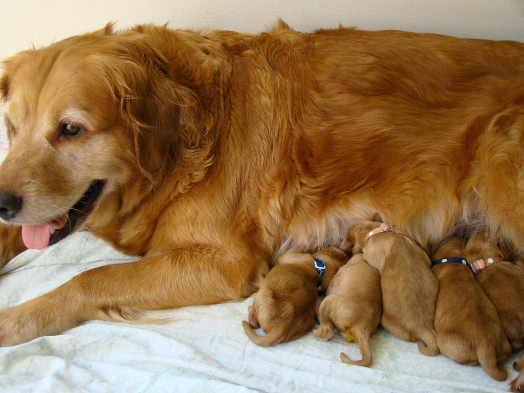 Keeta tending the litter