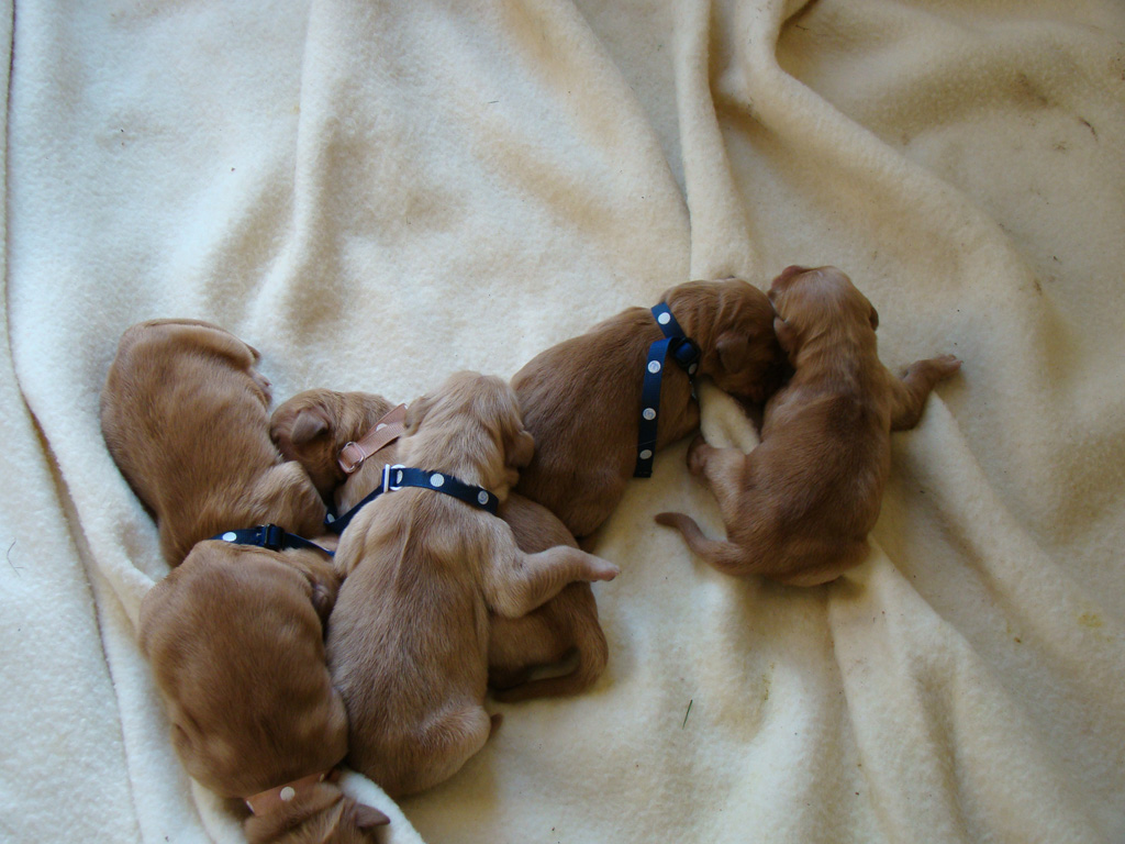 Puppies sleeping