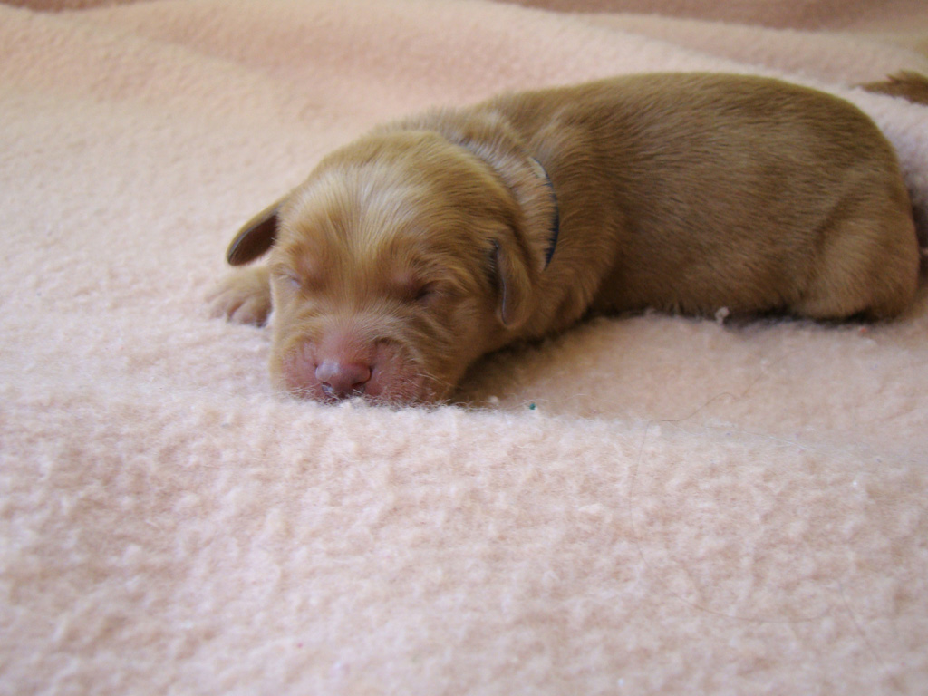 Puppy snoozin' on Day 3