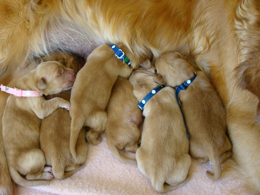 Puppies starting to show their different colors