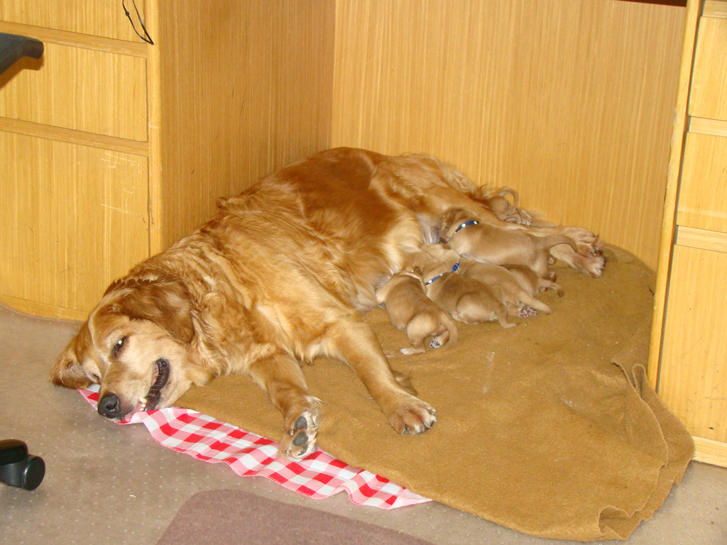 Keeta wanted the litter by our desks