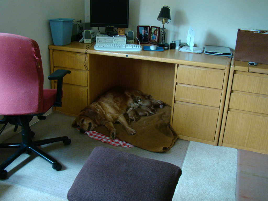 Keeta and litter snuggled under desk