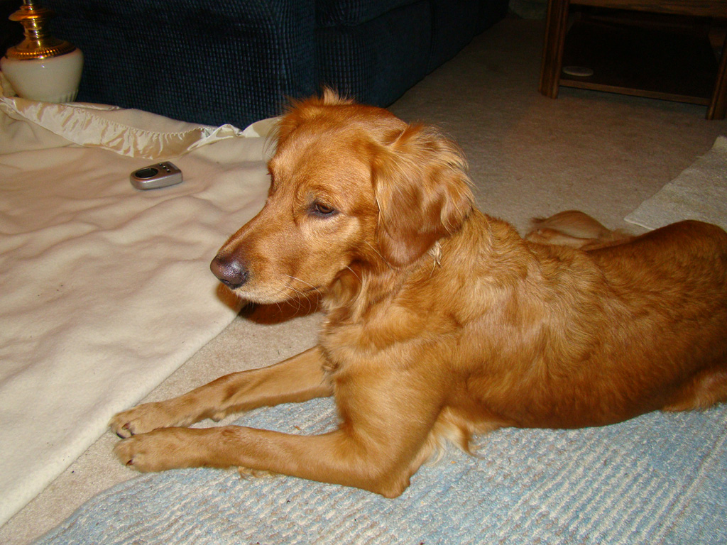 Nanny Nina Watching over litter