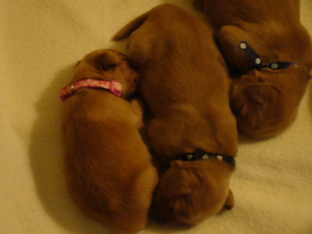 Sleeping Puppies